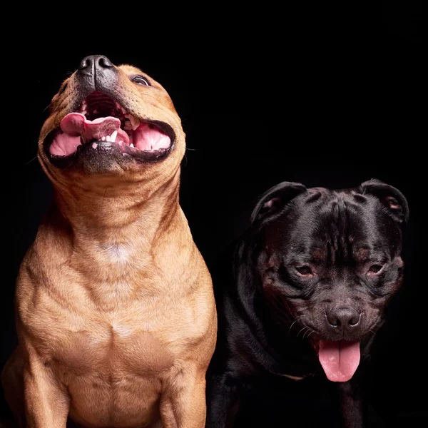 Portret van een hond — Stockfoto