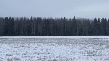 Arka planda bir ormanla kar yağıyor..