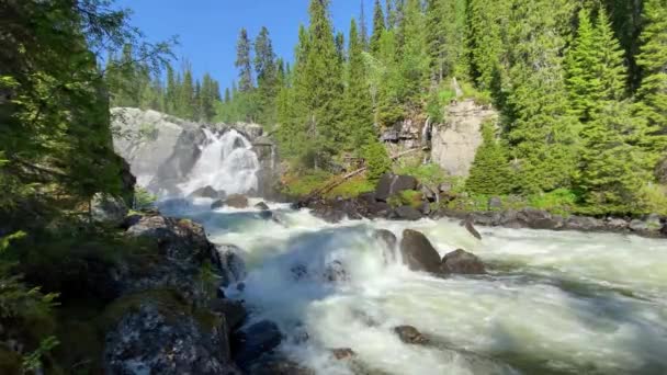 夏天用白水浇灌森林中的瀑布 — 图库视频影像