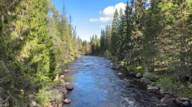 Kuzey İskandinavya 'daki sakin orman nehri parlak mavi gökyüzünün altındaki yemyeşil ağaçların arasından akar.