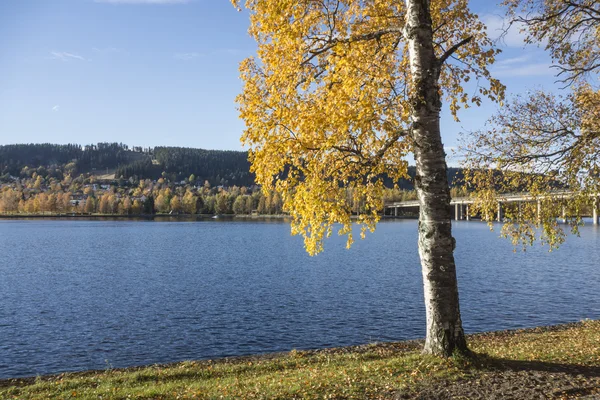Podzimní strom u jezera — Stock fotografie