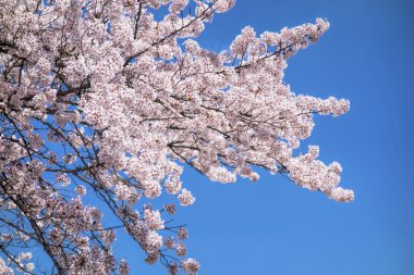 Japon kiraz çiçeği ağaçlar