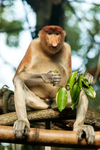 Proboscis monkey — Stock Photo, Image