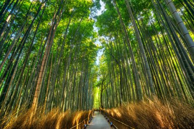 Arashiyama, Kyoto bambu ormanında.