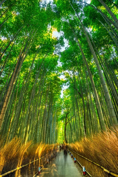 Floresta de bambu em Arashiyama, Kyoto . — Fotografia de Stock