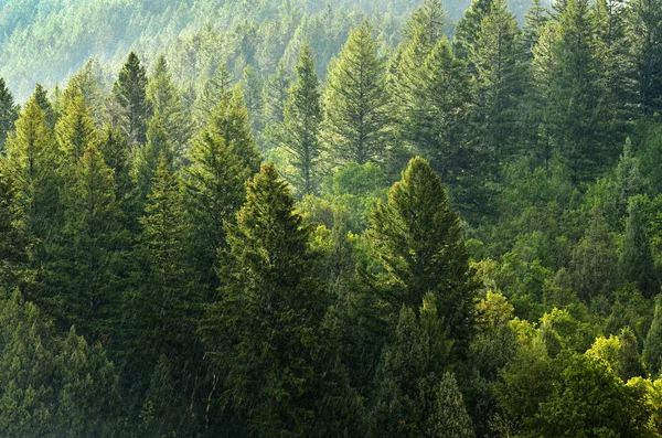 Wald der Kiefern — Stockfoto