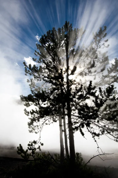 Árbol retroiluminación retroiluminada Rayos Rayos de luz — Foto de Stock