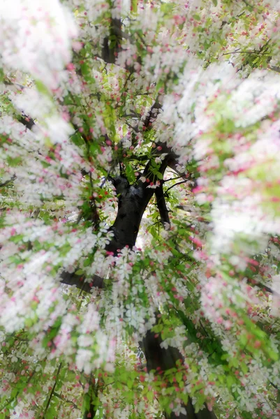 Fiori primaverili sull'albero con movimento — Foto Stock