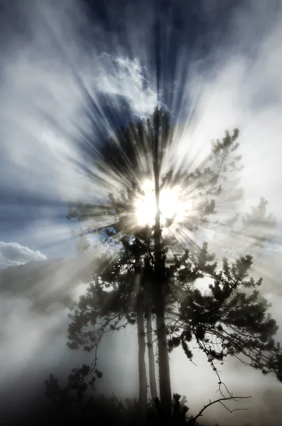 Baum Hintergrundbeleuchtung hinterleuchtete Sonnenstrahlen Strahlen Lichtstrahlen — Stockfoto