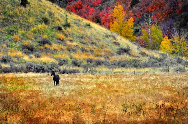 Cavallo al pascolo in autunno — Foto Stock