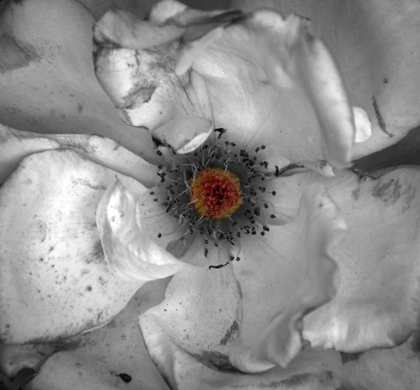 Biały kwiat artystycznej nieczysty pomarańczowy centrum teksturowanej — Zdjęcie stockowe