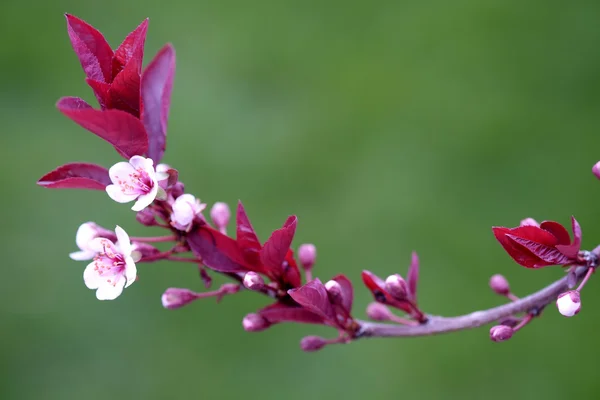Nueva ramita de primavera de crecimiento deja flores rosadas — Foto de Stock