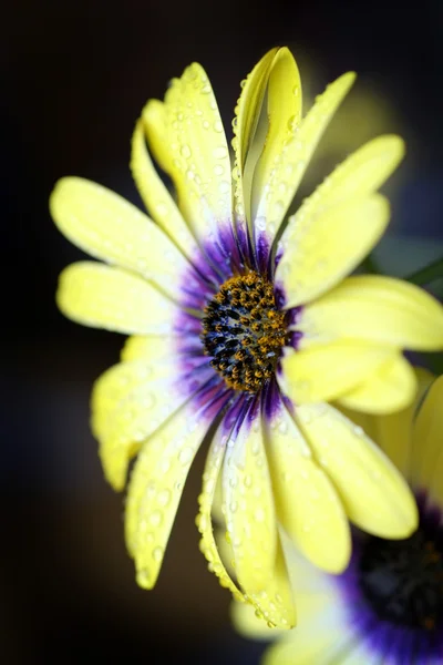 Frische Frühlingsblumen tropfnass vor Frische — Stockfoto