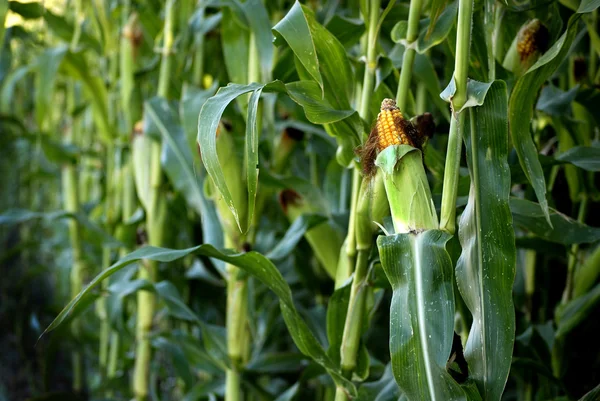 Rosnącej łodygi Cob jądra gotowe do zbioru kukurydzy — Zdjęcie stockowe