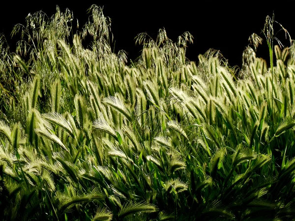 背面ライト日光で成長して緑の植物 — ストック写真