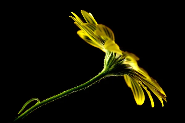 Freschi fiori primaverili che gocciolano bagnati con freschezza — Foto Stock