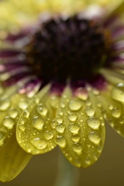 Frische Frühlingsblumen tropfnass vor Frische — Stockfoto