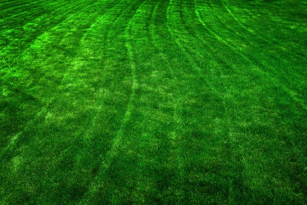 Groen gazon met maaien lijnen groei — Stockfoto
