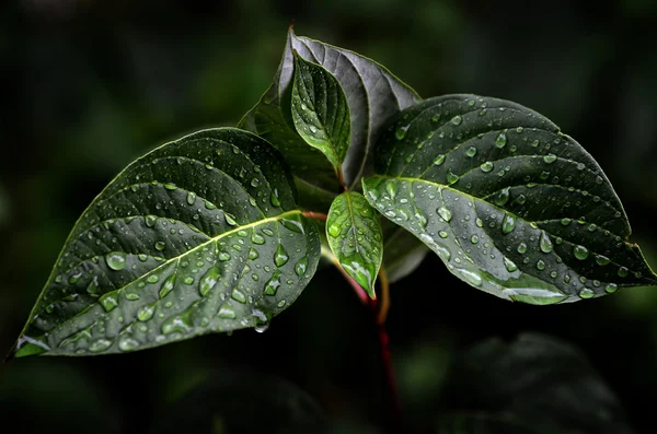 Feuilles vertes fraîches qui poussent au printemps avec des gouttes de pluie — Photo