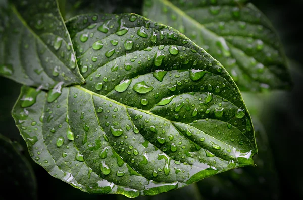 Fresh Green Leaves Growing in Spring with Rain Drops — Stock Photo, Image