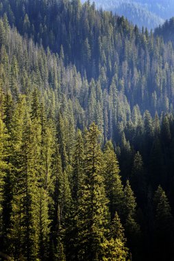 Orman çam ağaçları