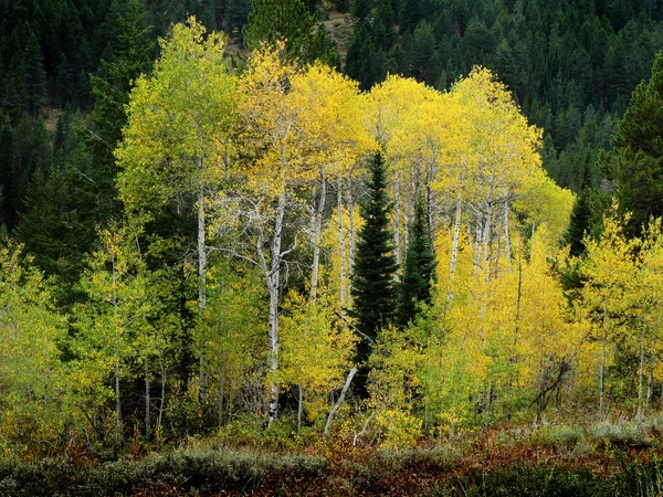 Árboles de abedul caída — Foto de Stock