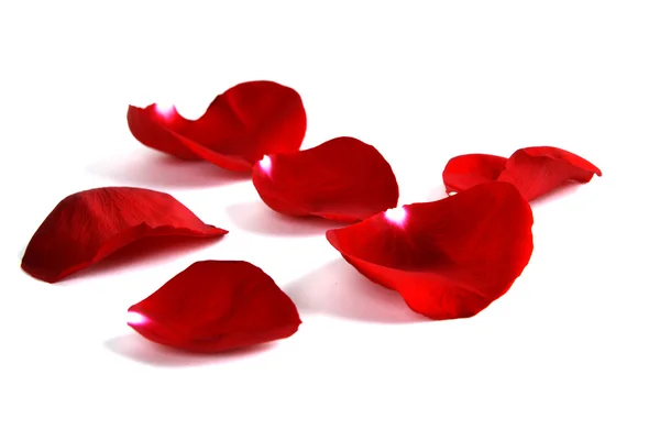 Rose Petals Representing Love and Romance Royalty Free Stock Photos