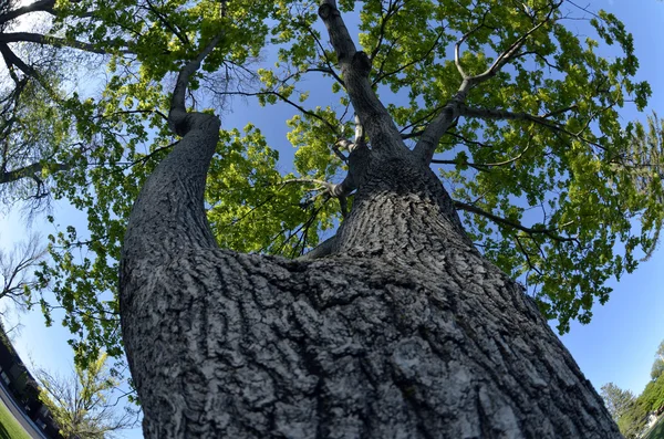 Baum wächst grüne Blätter blauer Himmel — Stockfoto