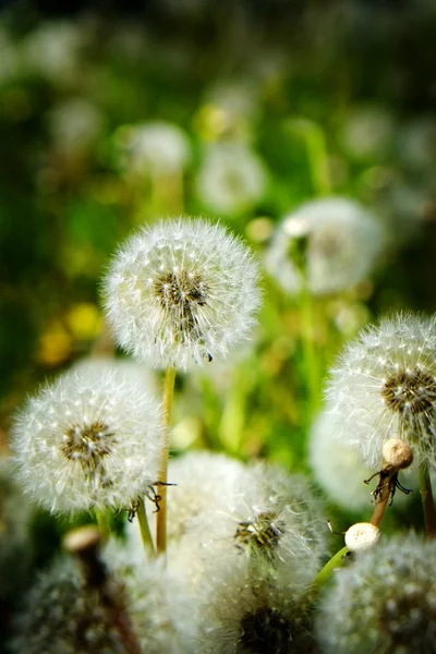 Dandylion plevele v oblasti pěstování — Stock fotografie