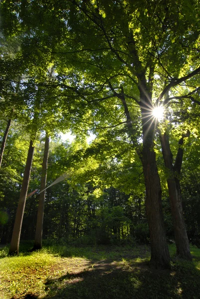 Fák napfény árnyékok Park zöld fű, — Stock Fotó