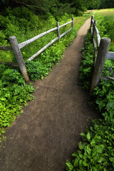 Stezka nebo cesta v lese svěží zelená — Stock fotografie