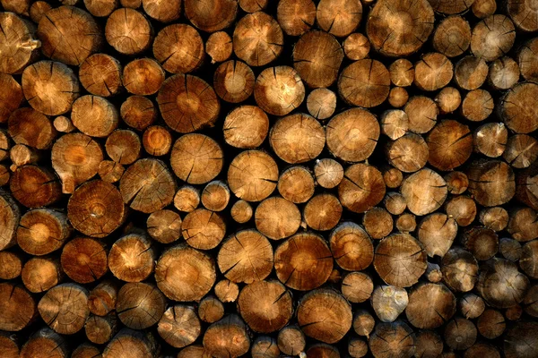 Pila di tronchi Pino — Foto Stock
