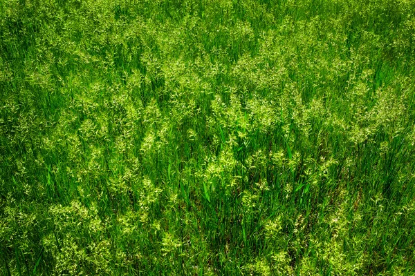 Zelené divoké trávy Wees rostoucí — Stock fotografie