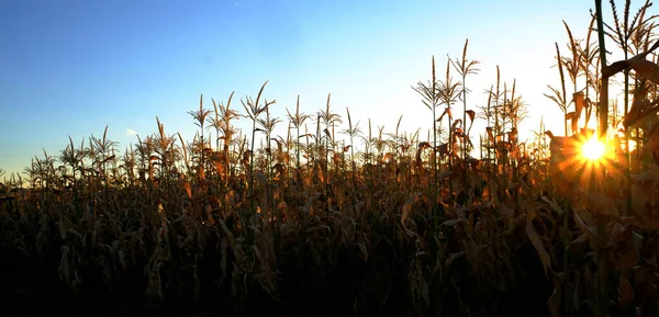 Coltivazione Granturco Campo Cerealicolo — Foto Stock