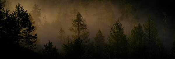 Sunbeams sunrays streaming through pine trees in forest with misty fog morning warmth
