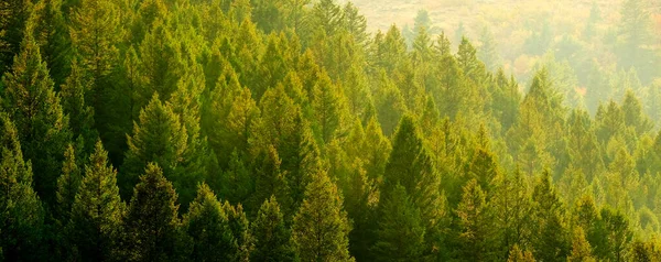 Kiefernwald Abendlicht — Stockfoto