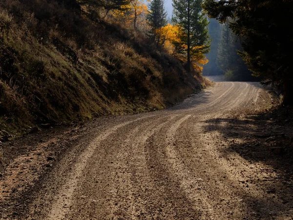 View Old Contry Dirt Road Autumn Fall Forest Pine Trees — Stock Photo, Image