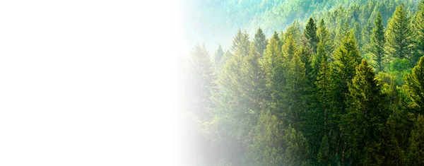 Regensturm Wald Mit Fallenden Tropfen Und Üppigen Bäumen — Stockfoto