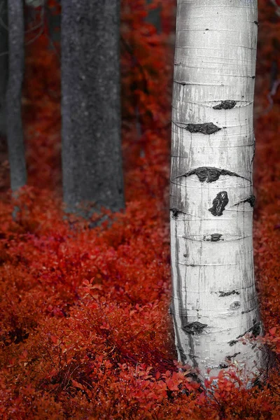 緑の成長と森の中のアスペンの白樺の木 — ストック写真