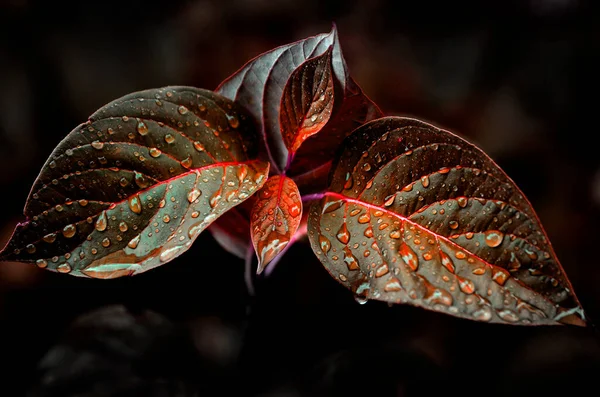 Fresco Rojo Hojas Crecimiento Lluvia Gotas Otoño Crecimiento — Foto de Stock