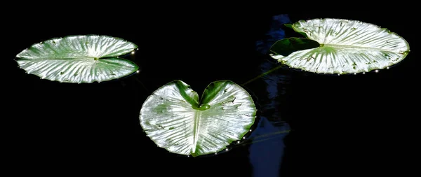 Almohadillas Lirio Agua Oscura Del Estanque Con Luz Solar Que — Foto de Stock