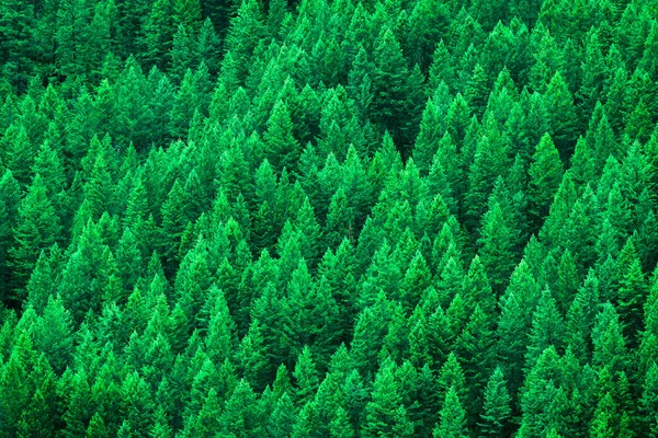 Detalhe Exuberante Floresta Pinheiros Verde Árvores Encosta Montanha Deserto Mostrando — Fotografia de Stock