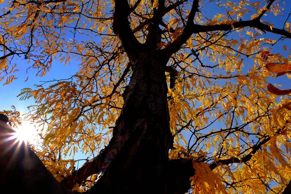 Herfst Boom Blauwe Hemel Met Zonneschijn Herfst — Stockfoto