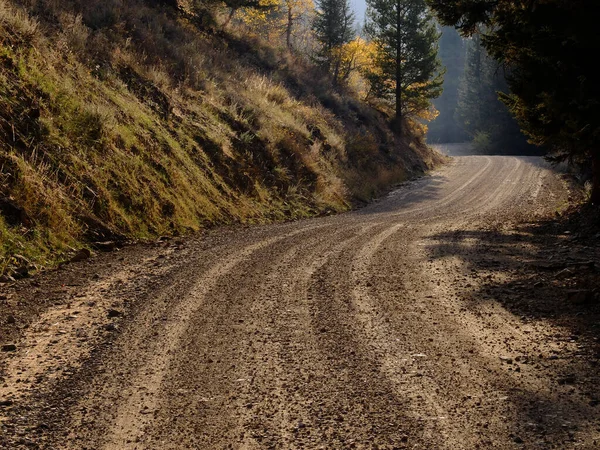 View Old Contry Dirt Road Autumn Fall Forest Pine Trees — Stock Photo, Image