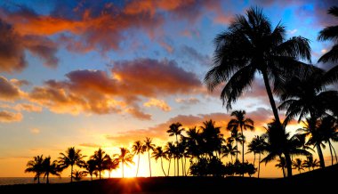 Tropikal palmiye ağaçları gün batımına kadar siluet olur.