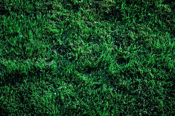 Grass Growing Lush Green Lawn Landscaping — Stock Photo, Image