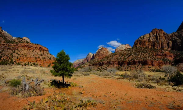 View Zions National Park Canyon Pine Tree Blue Sky Cliffs — стоковое фото