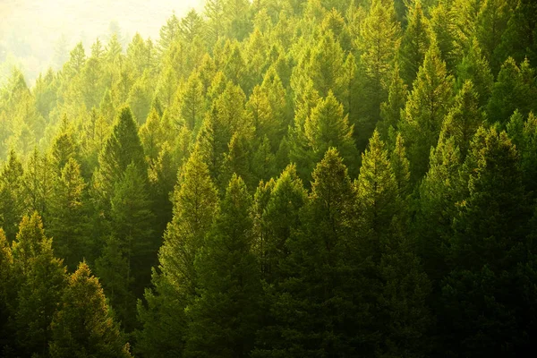 Bosque Pinos Luz Tarde —  Fotos de Stock