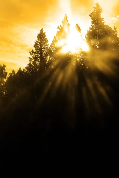 Pára Sluneční Paprsky Filtrování Mezi Stromy Mlha Sluneční Paprsky — Stock fotografie