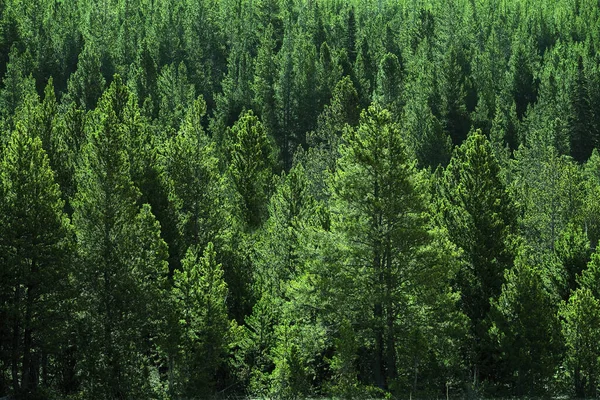 Forest of pine trees green wooded wilderness lusch green